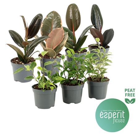 Ficus Mix 5-7 Srt