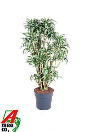 Dracaena Jade Jewel Zwaar Vertakt P31