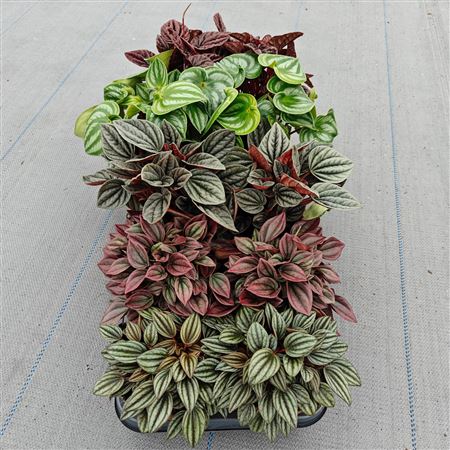 Peperomia Caperata Mix