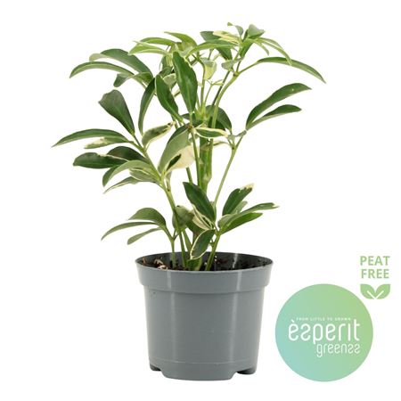 Schefflera Moondrop