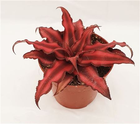 Cryptanthus Red Star