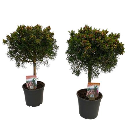 Цветок Хамелауциум на стебле