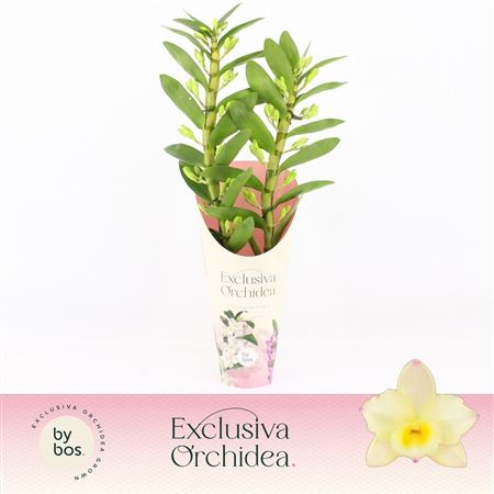 Dendr Nob 2st Tweety Exclusiva Orchidea