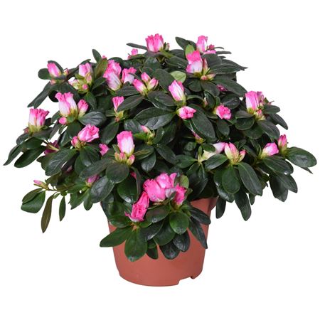 Azalea Vogel Inga