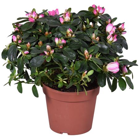 Azalea Vogel Hulsten Pink/white