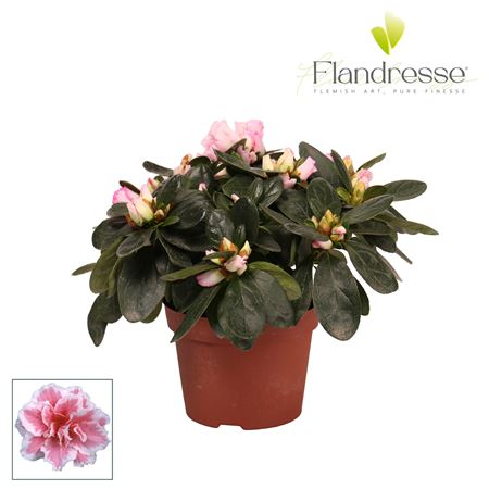 Azalea Flandresse Varigated