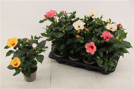 Hibiscus Mix 4+