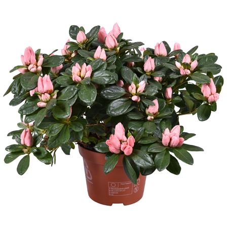 Azalea Thesla Salmon