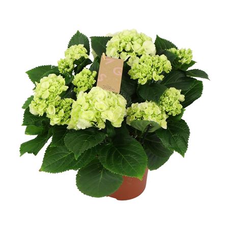 Гортензия Ма Белая 7+