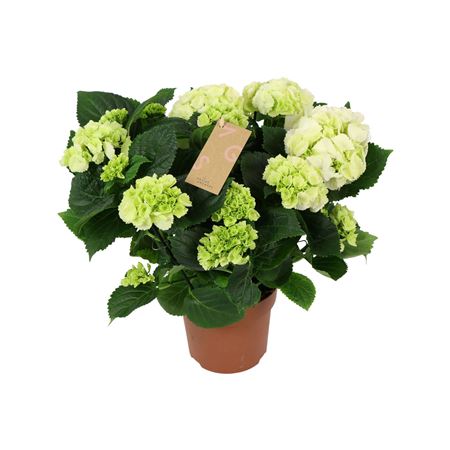 Hydrangea Ma White 9+