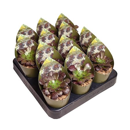 Aeonium Arboreum Atropurpureum Potcover