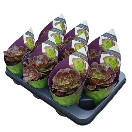 Aeonium Arboreum Var Atropurpureum Potcover