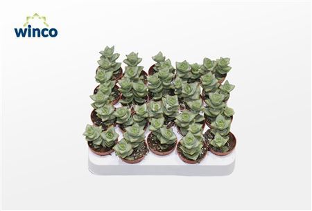 Crassula Perforata Azul