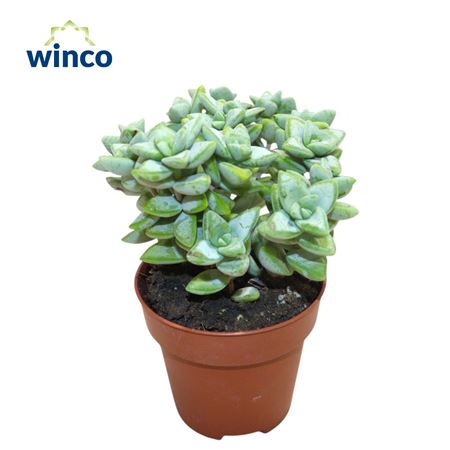 Crassula Perfoliata