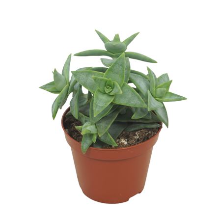 Crassula Perforata Pagoda