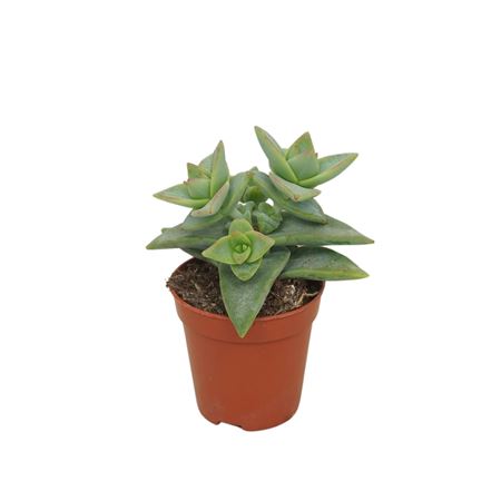 Crassula Perforata Pagoda