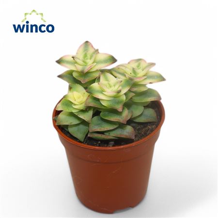 Crassula Perforata Variagata