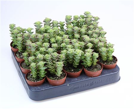 Crassula Perforata