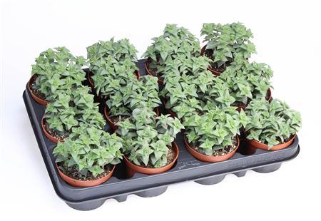 Crassula Perforata