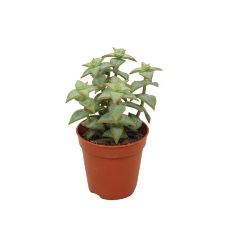 Crassula Perforata