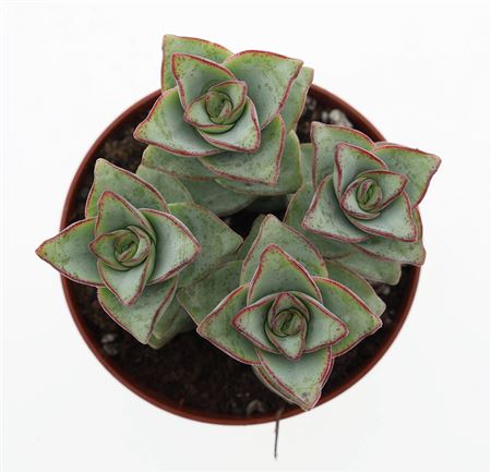 Crassula Perforata Azul