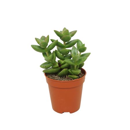 Crassula Perforata 'donker Groen' 5,5 Cm