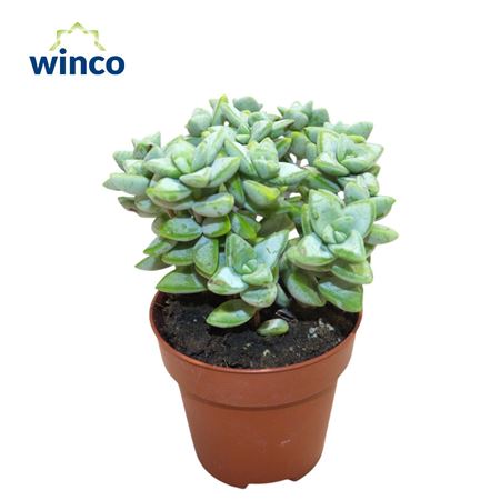 Crassula Perfoliata