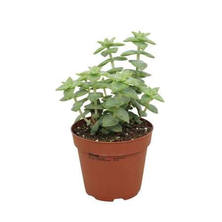 Crassula Perforata 8,5 Cm