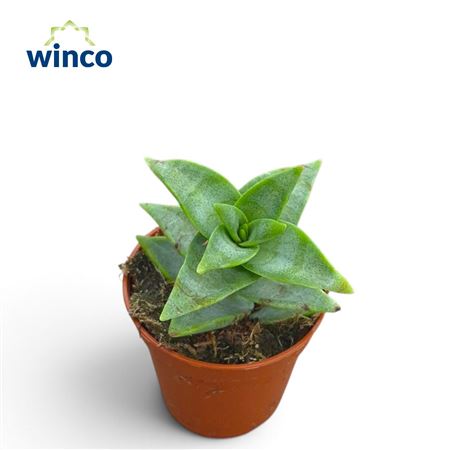 Crassula Perforata Giant
