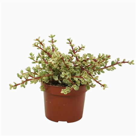 Portulacaria Afra Variegata