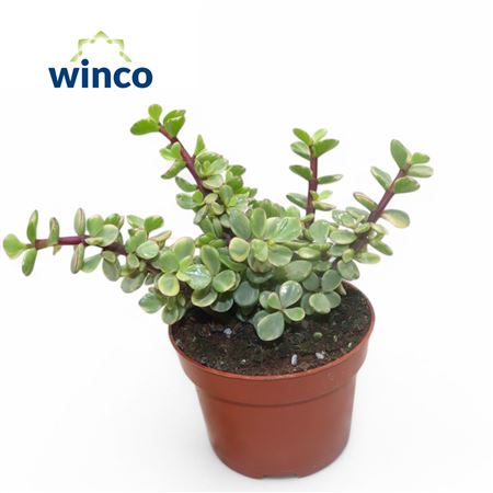 Crassula Afra Variagata
