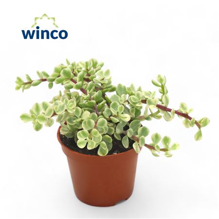 Крассула Афра Варьягата