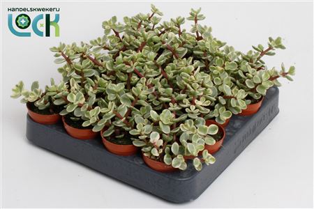 Portulacaria Afra Varigata
