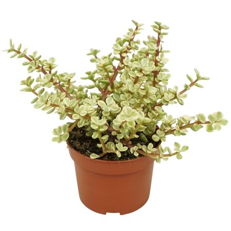 Portulacaria Afra Variegata