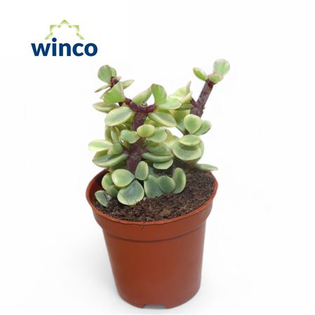 Крассула Афра Вариегата