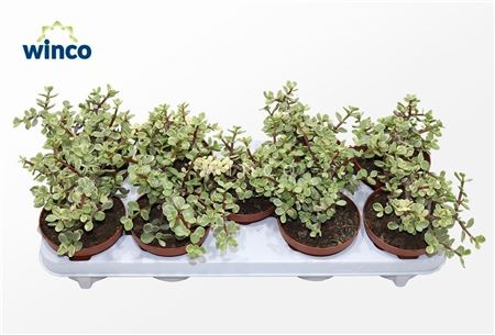 Крассула Афра Варьягата