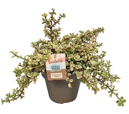 Portulacaria Afra Variegata
