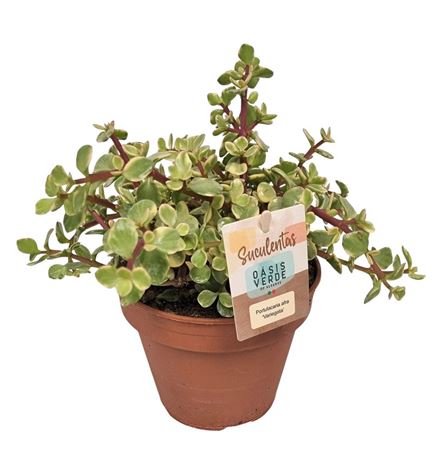 Portulacaria Afra Variegata