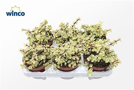 Crassula Afra Variagata