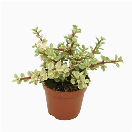 Portulacaria Afra Variegata 8,5 Cm