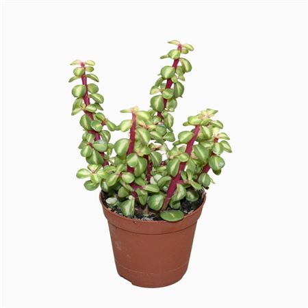Portulacaria Mediopicta 8,5 Cm