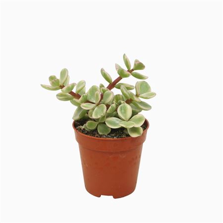 Portulacaria Afra Variegata 5,5 Cm