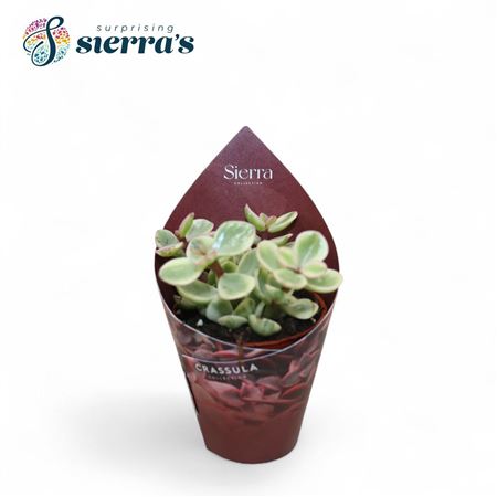Crassula Afra Variegata (sierra)