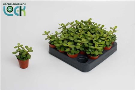 Portulacaria Afra