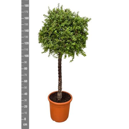 Portulacaria Afra On Stem