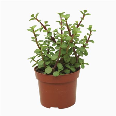 Portulacaria Afra Green
