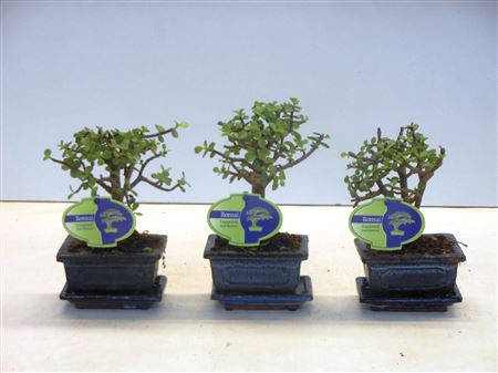 Bonsai Portulacaria Afra, With