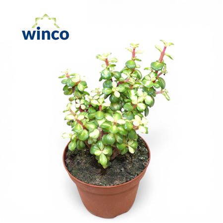 Crassula Afra Mediopicta