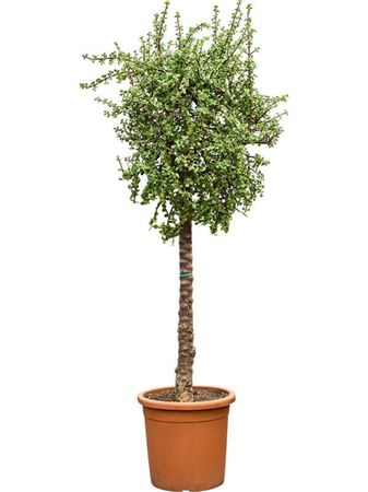 Portulacaria Afra