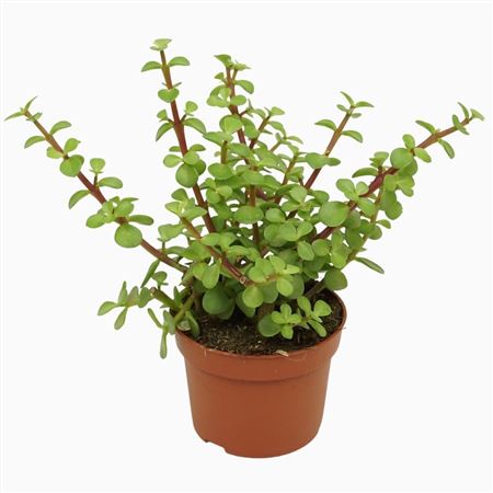 Portulacaria Afra Groen 10,5 Cm